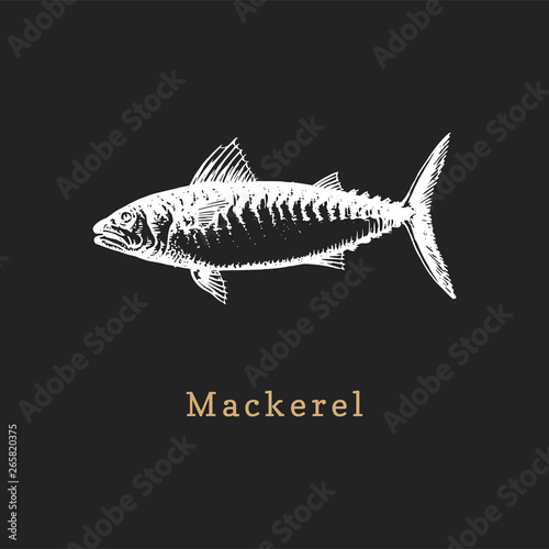 Illustration of mackerel on black background.Fish sketch in vector. Drawn seafood in engraving style for shop label etc.