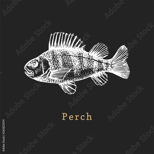 Illustration of perch on black background. Fish sketch in vector. Drawn seafood in engraving style for shop label etc.