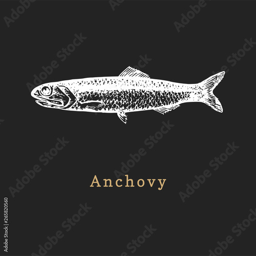 Illustration of anchovy on black background. Fish sketch in vector. Drawn seafood in engraving style for shop label etc.