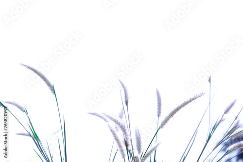 Grass leaves with white sun light in the morning, Flower grass beside road, Green leaves of grass in garden with sunrise, Abstract nature background, Fresh green grass on bright sunshine