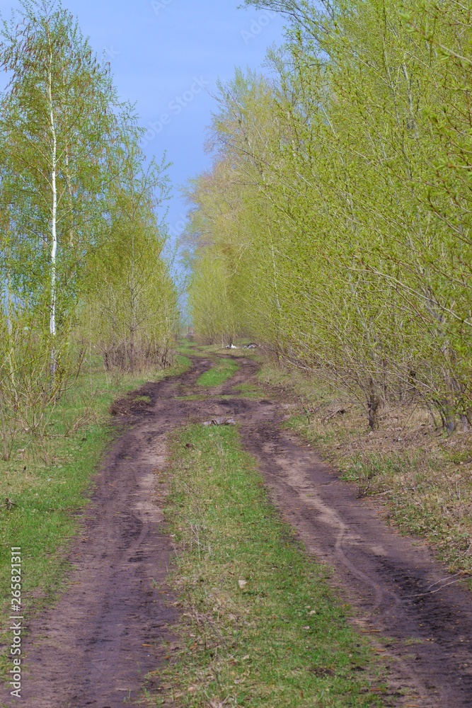 Fototapeta premium road in birch alley