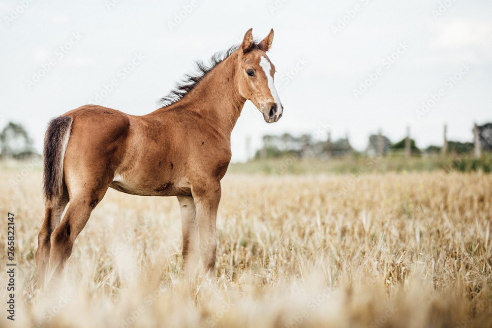 hübsches edles braunes Warmblut Fohlen steht auf einem abgemähten Kornfeld 