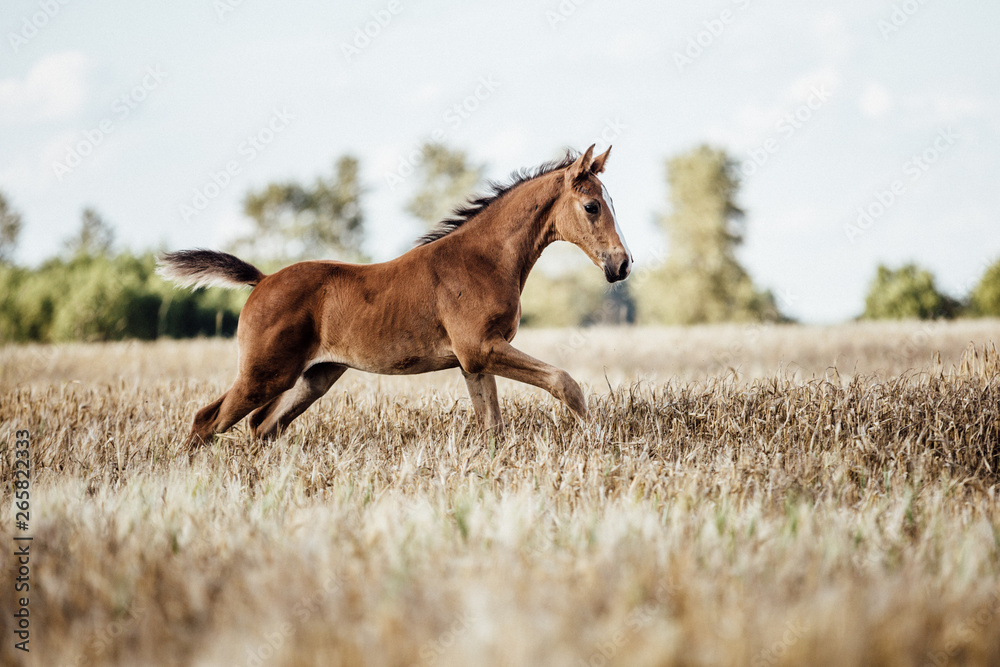 Fohlen auf dem Feld Warmblut auf ausgedorrtem Feld im Galopp Steppe und weite, Fohlen im Galopp, junges Pferd Fohlen auf dem Feld Warmblut auf ausgedorrtem Feld im Galopp Steppe und weite, Fohlen im Galopp, junges Pferd