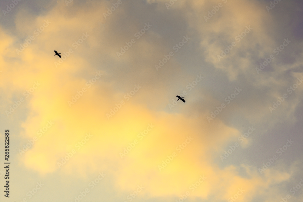 Sunset sky background, Golden light of sunset with bird flying on clouds sky Sunset sky background, Golden light of sunset with bird flying on clouds sky