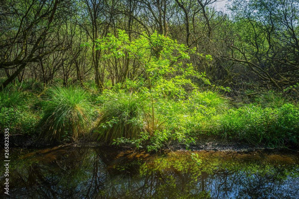 olunder am Flussufer im Frühling - Elderberry on the riverbank in spring