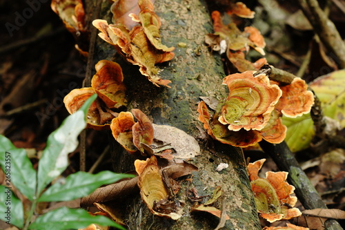 orange mushroom growing on the logs in forest ,Thailand