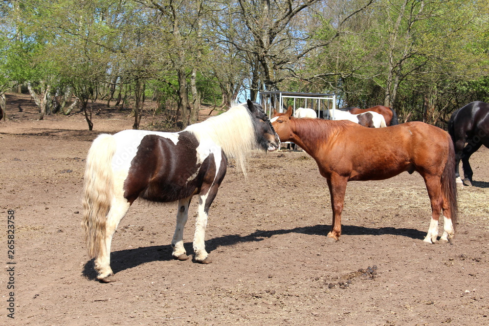 Pferde-Ranch 18 