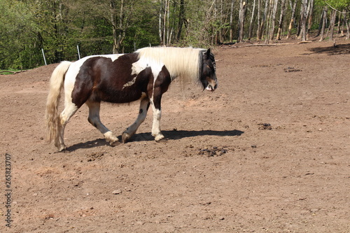 Fotografía Pferde-Ranch 17