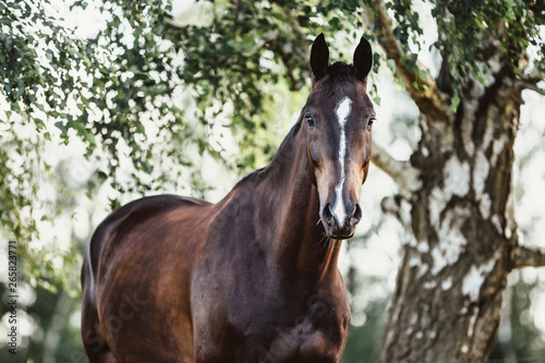 h  bsches Warmblut Pferd sucht Schatten im Sommer unter einer Birke brauner mit wundersch  ner Blesse schaut aufmerksam