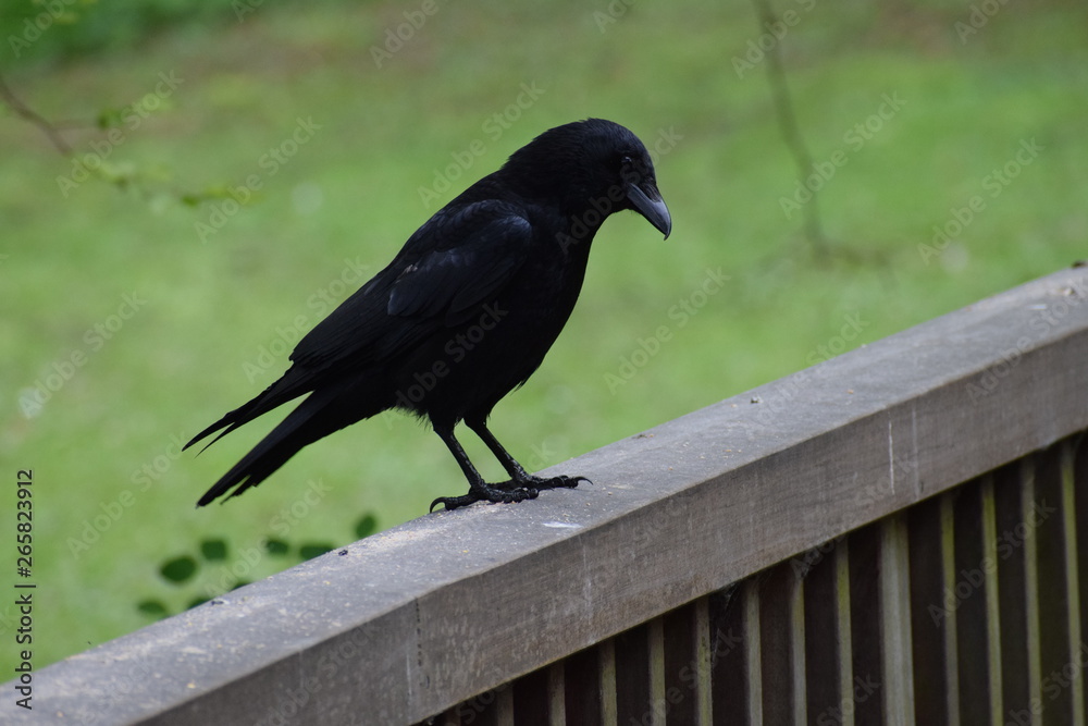 Obraz premium black crow on a bridge