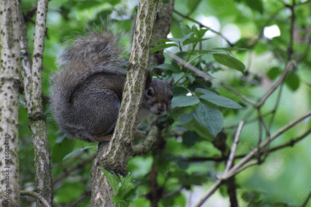 Obraz premium Squirrel staring from a tree