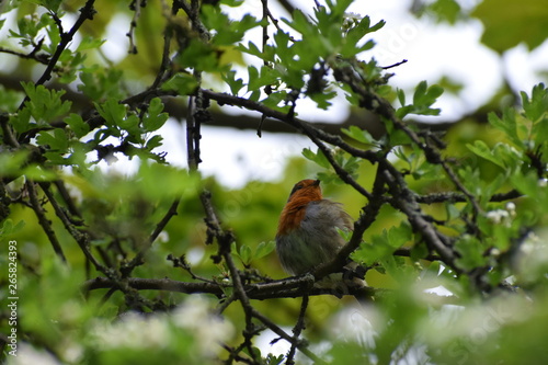 Robin red breast in a tree