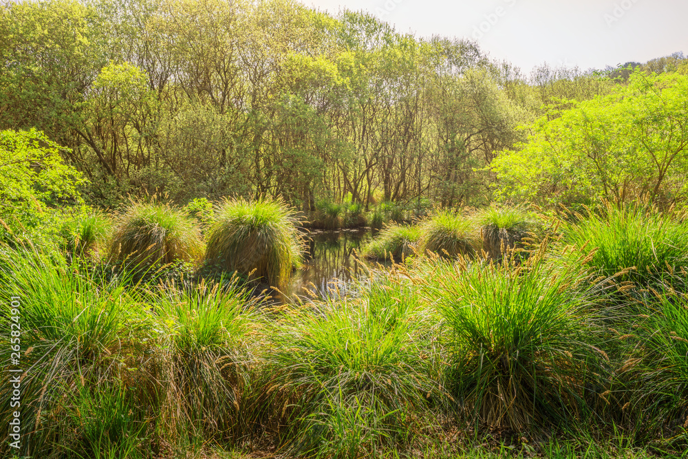 Feuchtbiotop mit Sauergras Holunder und Weiden im Frühling - Wet biotope with sour grass elder and willow in spring Feuchtbiotop mit Sauergras Holunder und Weiden im Frühling - Wet biotope with sour grass elder and willow in spring