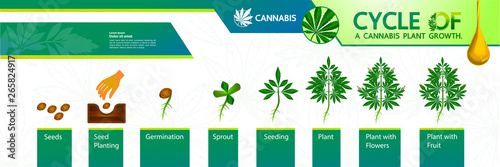 Cycle of a cannabis plant growth vector illustration.