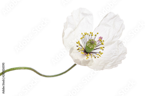 Single white poppy isolated on white background.