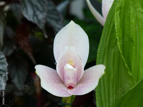 Angulocaste orchid, „olympus magnolia“ Orchidaceae family. photo