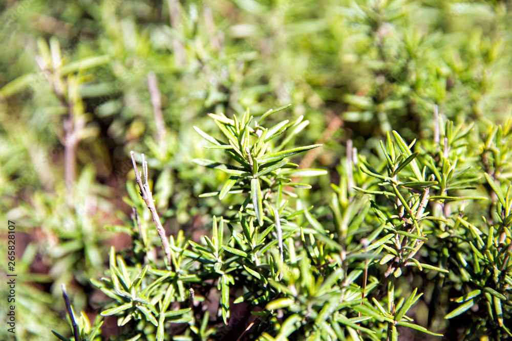 Rosemary (Rosmarinus Officinalis) Rosemary (Rosmarinus Officinalis)