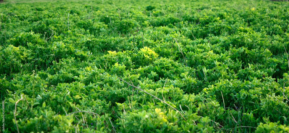 Green fresh clover growing in early spring. Can be used as a background or texture, close-up Green fresh clover growing in early spring. Can be used as a background or texture, close-up