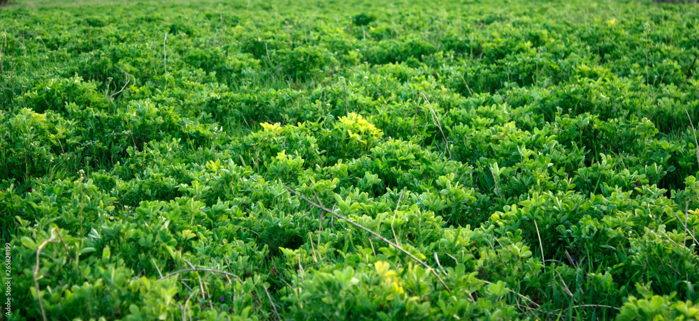 Green fresh clover growing in early spring. Can be used as a background or texture, close-up