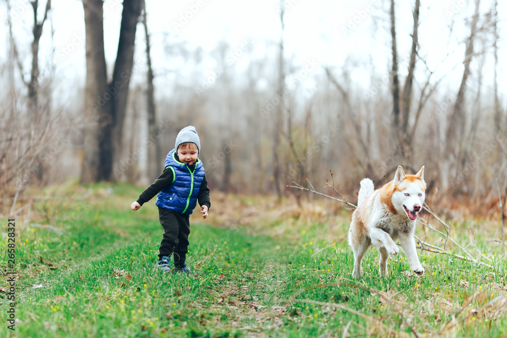 small boy play with red Siberian Husky in grass field. Kid with dog in the spring forest