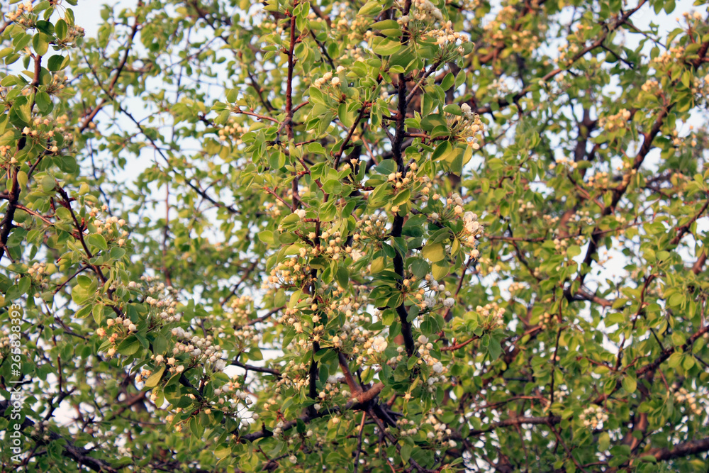 wild yellow pear at sunset, in the sunshine, blooming in spring, close-up wild yellow pear at sunset, in the sunshine, blooming in spring, close-up