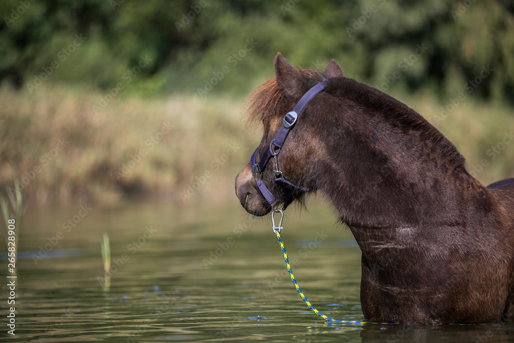 Naklejka premium Pony im See