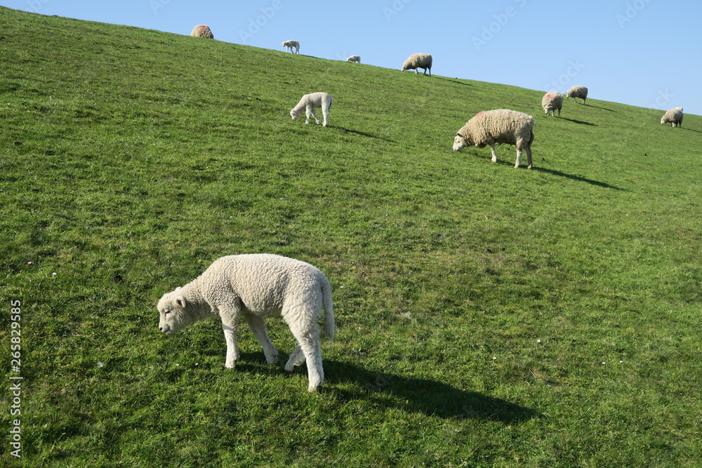 Grasende Schafe auf einem Deich auf der Halbinsel Eiderstedt (Nordfriesland) Grasende Schafe auf einem Deich auf der Halbinsel Eiderstedt (Nordfriesland)