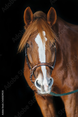 Pony Reitponyportrait  photo