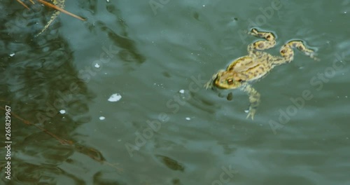 Frogs swimming in lake at spring - frog sitting at rock