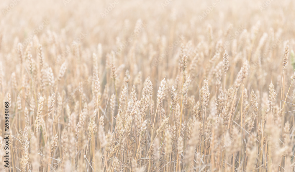 Fototapeta premium Wheat field ears