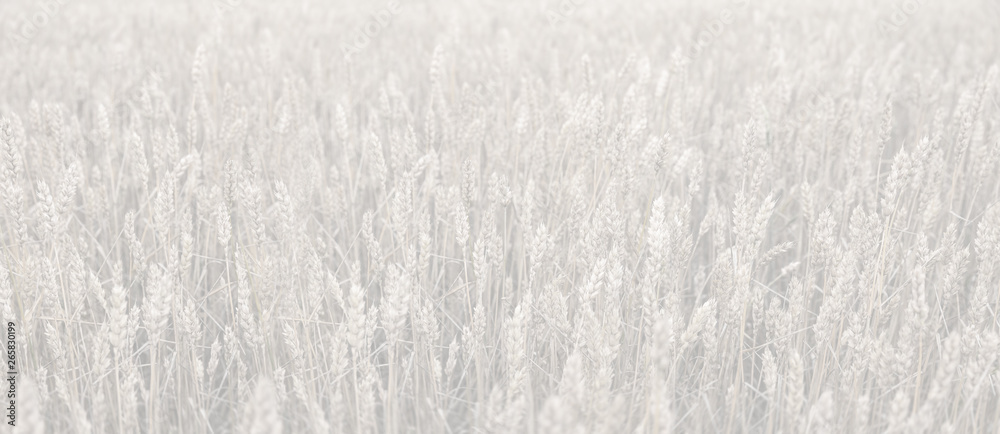 Obraz premium Wheat field ears