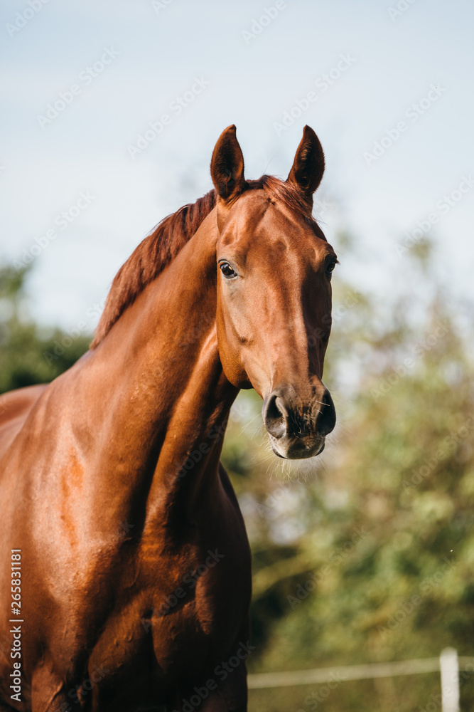Obraz premium Warmblut Pfer