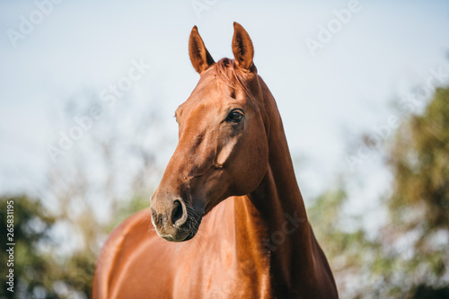Schilderij op canvas Warmblut Pferd Fuchs Portrait