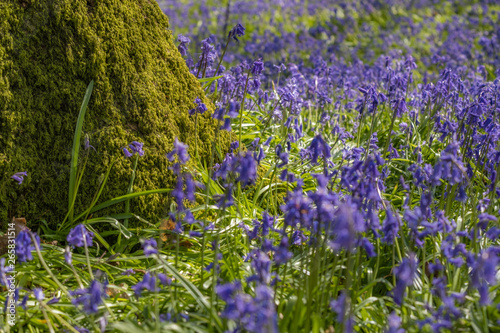 Flowering bluebells near a moss covered tree. Low level shot.