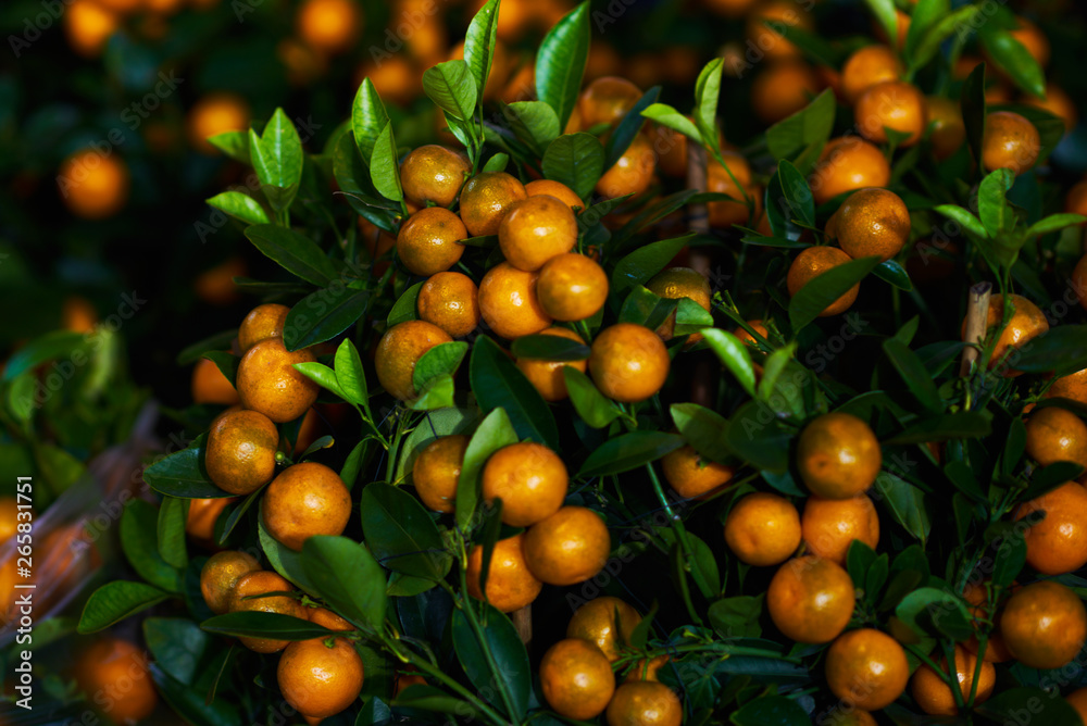 Chinese mandarin tree (kumquat) for chinese new year. Close up of decorative mandarins for sale.