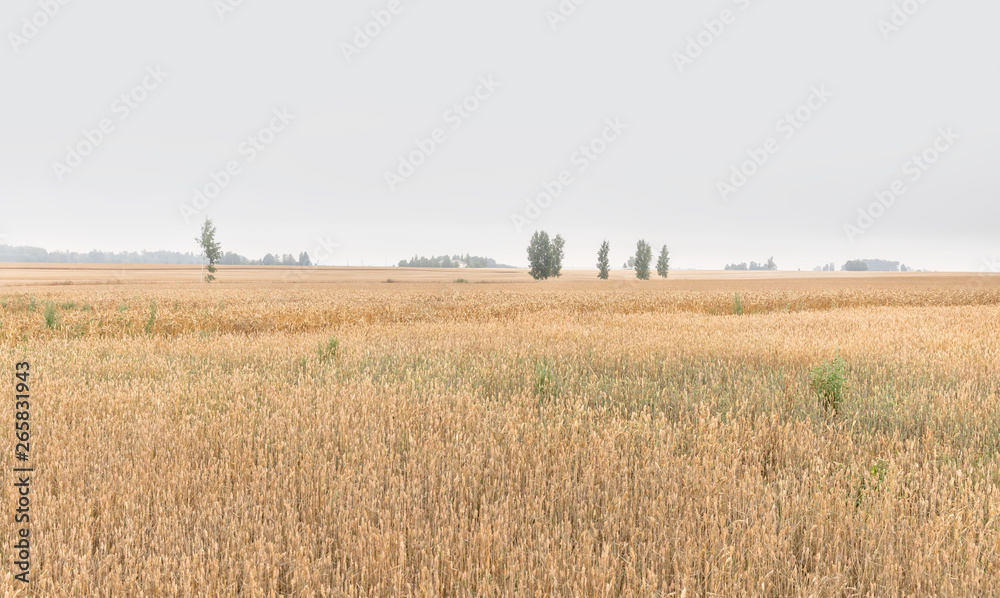 Wheat field ears