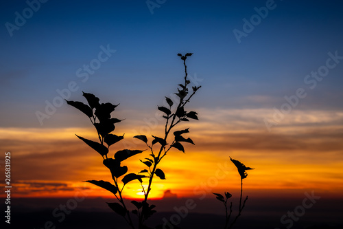 silhouette flower trees at morning time with the sunrise ans blue sky background