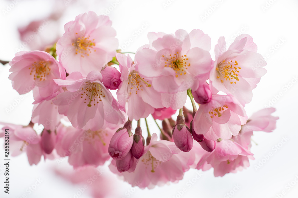 Nahaufnahme einer Kirschblüte im Frühling Nahaufnahme einer Kirschblüte im Frühling