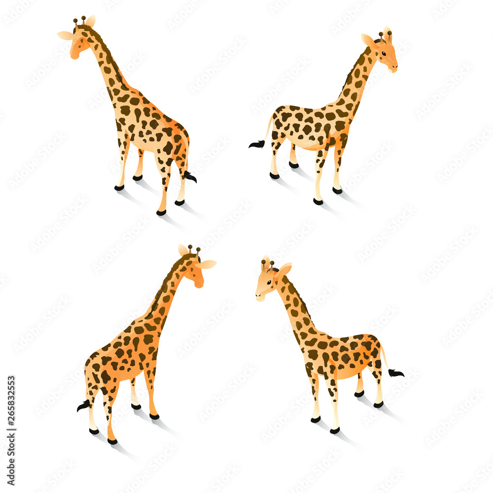 Obraz premium giraffes