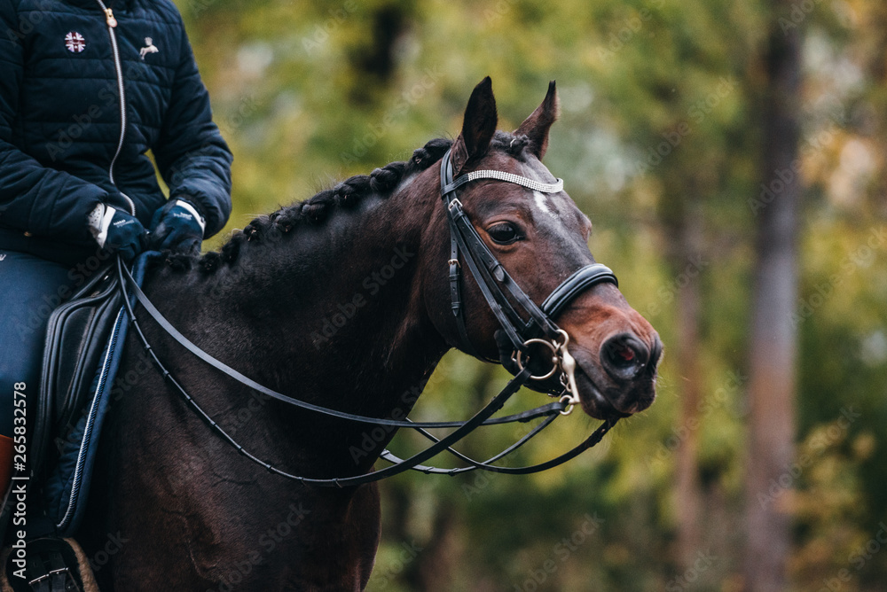 Fototapeta premium Reitponyhengst