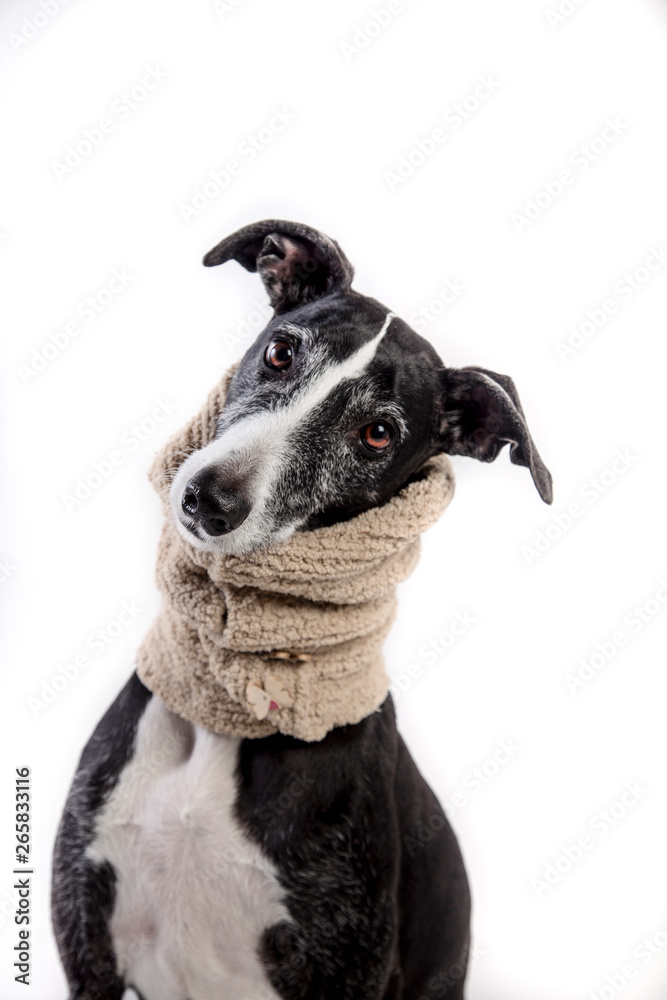 Portrait of a greyhound with coat on white background