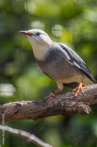 Portrait of a red billed starling standing on a tree branch