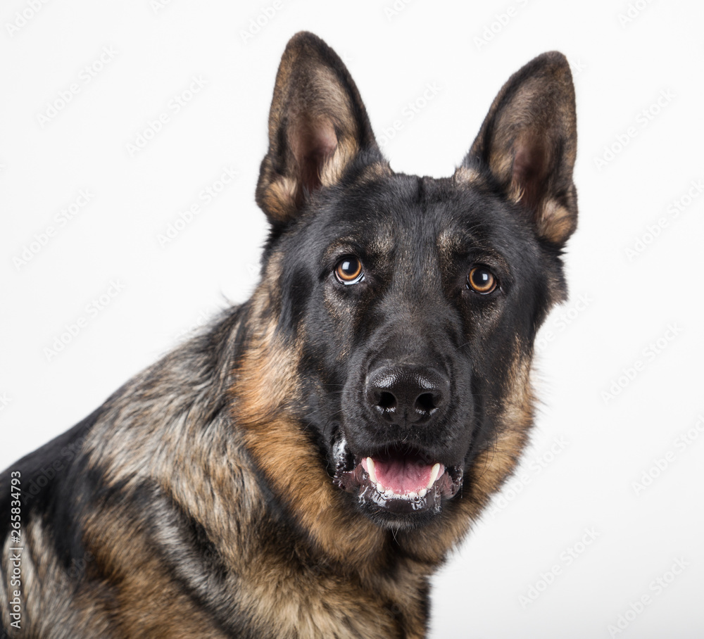 Portrait of a German shepherd on white background Portrait of a German shepherd on white background