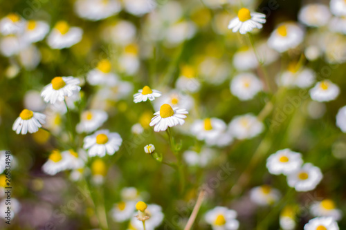 Blooming daisies in a field in spring © Viktoriia