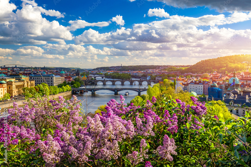 Naklejka premium Amazing spring cityscape, Vltava river and old city center with colorful lilac blooming in Letna park, Prague, Czechia. Blooming bush of lilac against Vltava river and Charles bridge, Prague, Czechia.