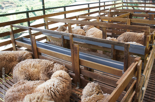 Sheeps from selected breeds livestock are placed in the cages. Given bran and nutrient food to maintain the quality of livestock.