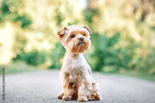 Fotomurale close up portrait of pretty sweet small little dog Yorkshire terrier in collar s