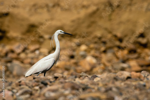 Obraz na płótnie Aigrette Garzette w salonie