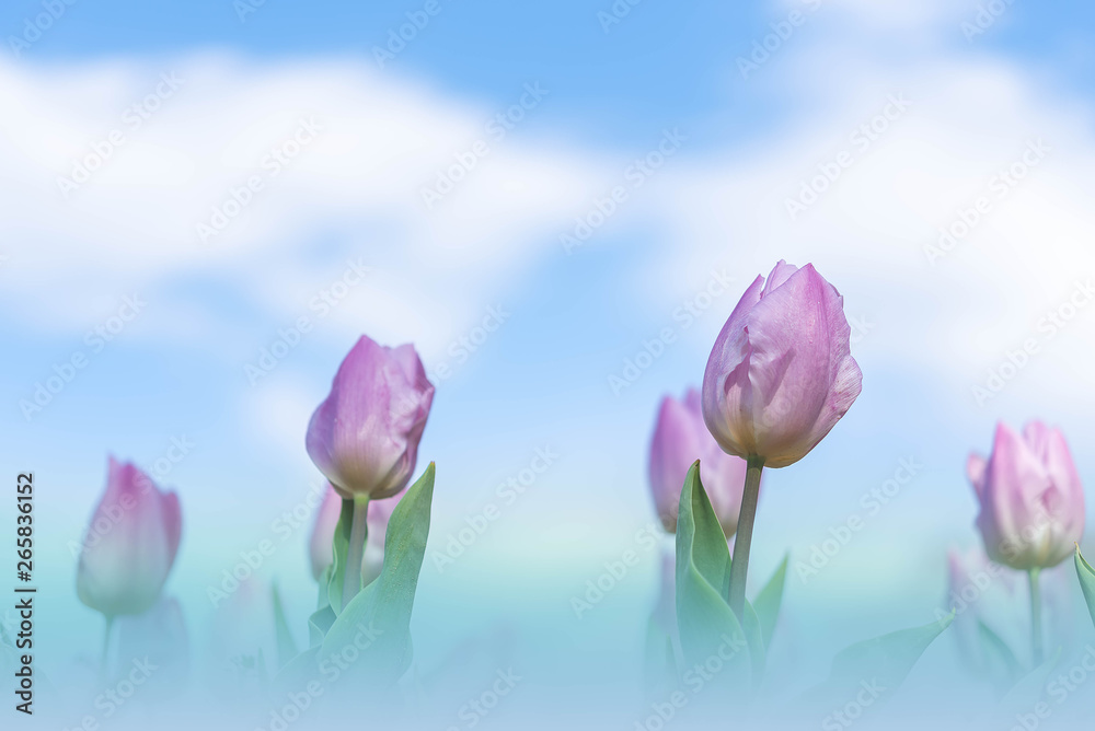 Group of beautiful light purple tulip in a sunny day, blue sky in Osaka Japan. Purple flower tulip lit by sunlight blurred tree background. Group of beautiful light purple tulip in a sunny day, blue sky in Osaka Japan. Purple flower tulip lit by sunlight blurred tree background.