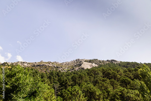 panoramic view of a forest of green pine trees on the side of a mountain